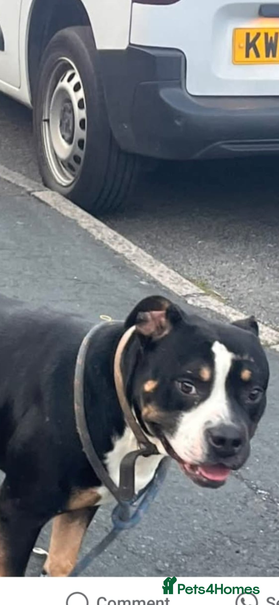Mixed Breed dogs for sale: Trying to find a home in a difficult situation  - Image 1