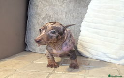 Miniature Dachshund dogs for sale: Miniature dachshund puppies  - Image 3