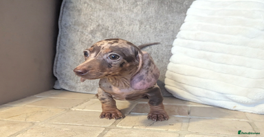 Miniature Dachshund dogs - Advert 7