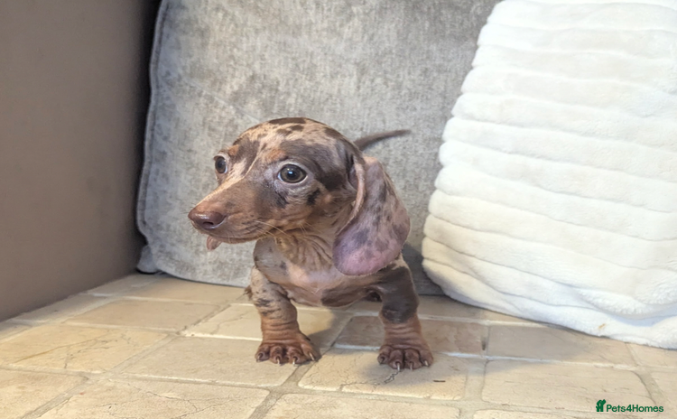 Miniature Dachshund dogs - Advert 11