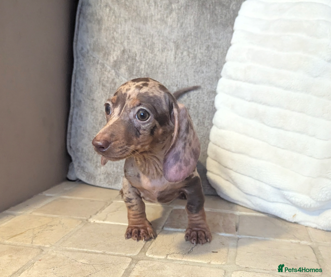 Miniature Dachshund dogs for sale: Miniature dachshund puppies  - Image 3