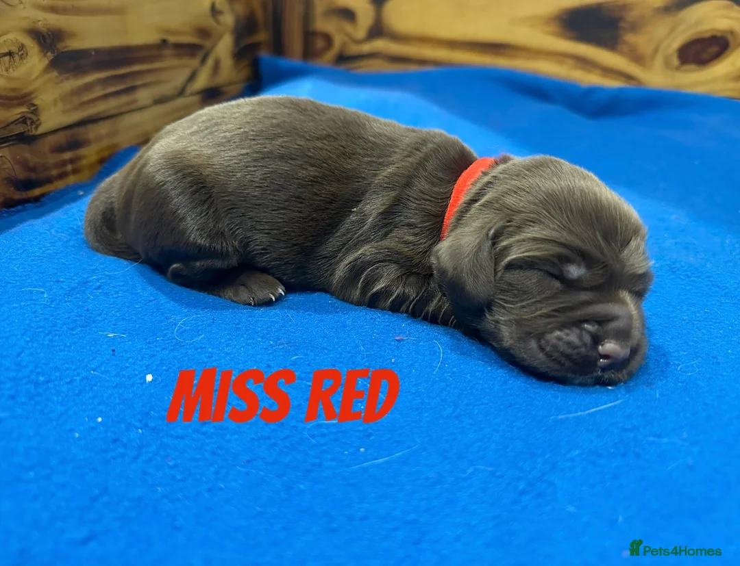 Sprocker dogs for sale: Fully Health Tested Sprocker Puppies  - Advert 6