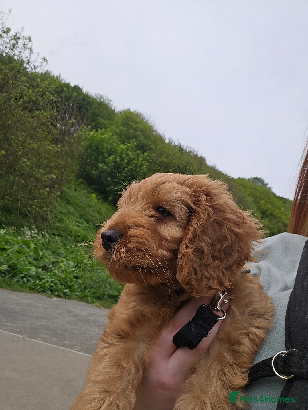 Cockapoo dogs for sale: 10 Month Old Cockapoo - Advert 4