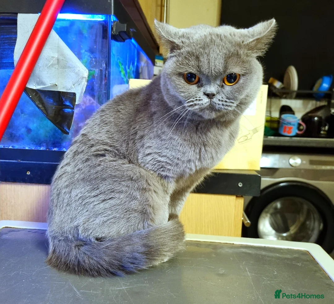British Shorthair cats for sale: British Shorthair Female  - Advert 1