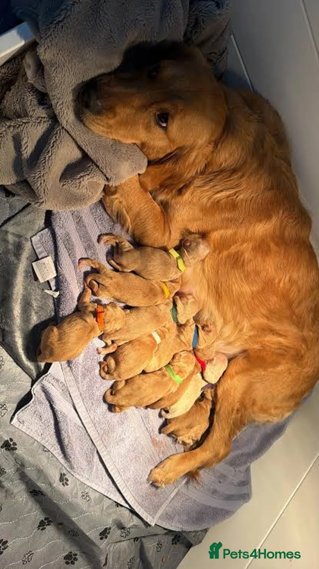 Golden Retriever dogs for sale: Golden dog - Advert 3