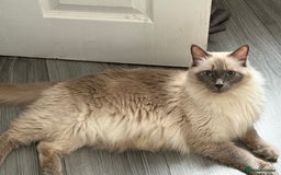 Ragdoll cats for sale: Stunning bluepoint Ragdoll kittens - Image 33