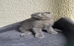 Scottish Fold cats for sale: Beautiful Scottish folds and straights kittens🎀 - Image 33