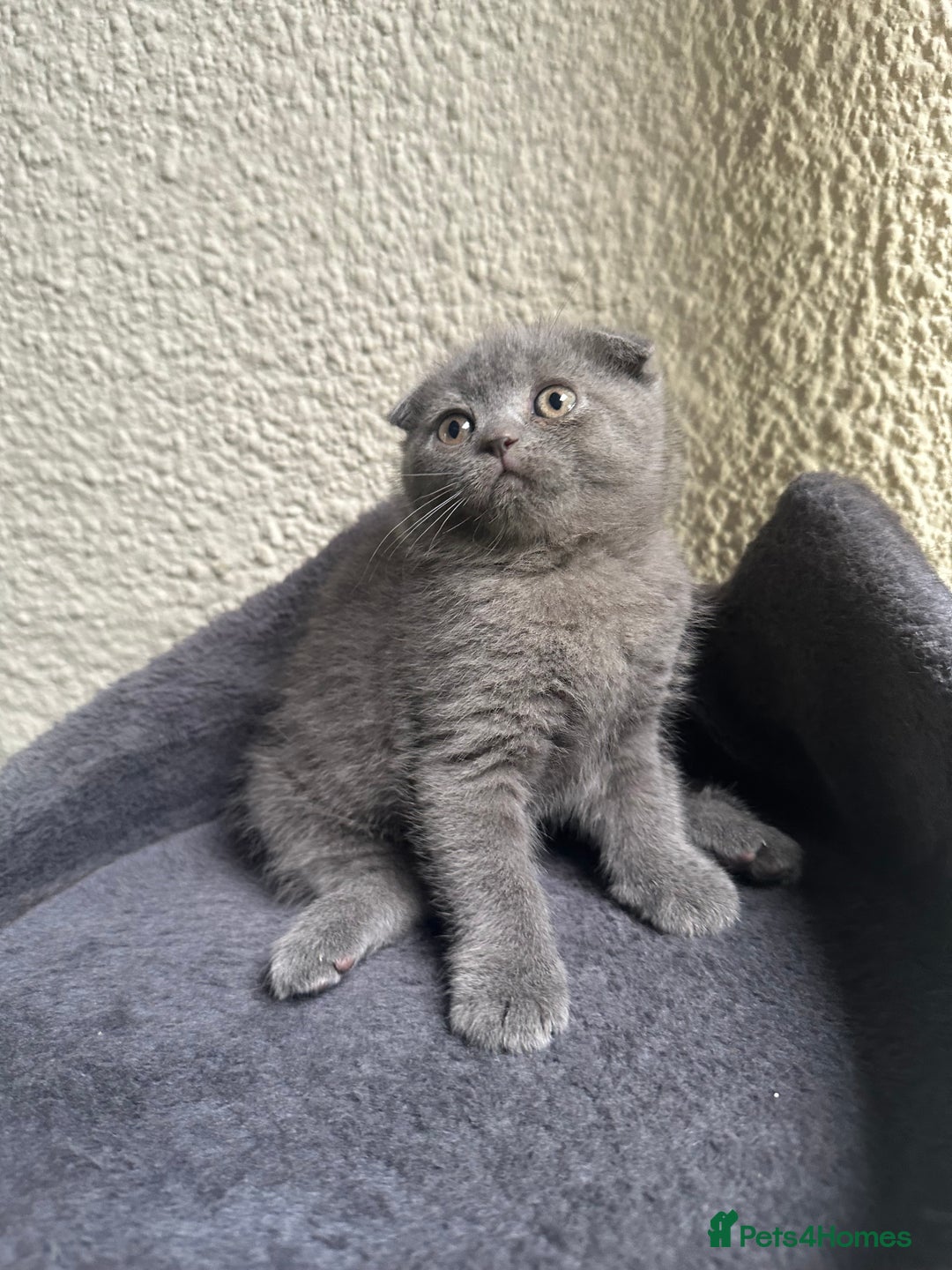 Scottish Fold cats for sale: Beautiful Scottish folds and straights kittens🎀 - Image 33