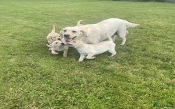 Labrador Retriever dogs for sale: Full Labrador Puppies - Image 1