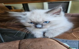 Ragdoll cats for sale: 2 beautiful, playful ragdoll kittens for sale - Image 10