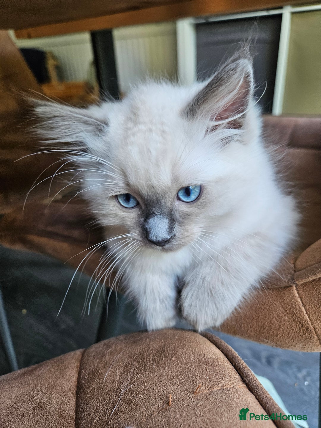Ragdoll cats for sale: 2 beautiful, playful ragdoll kittens for sale - Image 10
