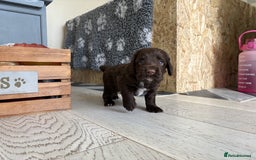 Cocker Spaniel dogs for sale: 🏆 KC Reg Working Cocker Spaniels – FTCH Line 🐾 - Image 10