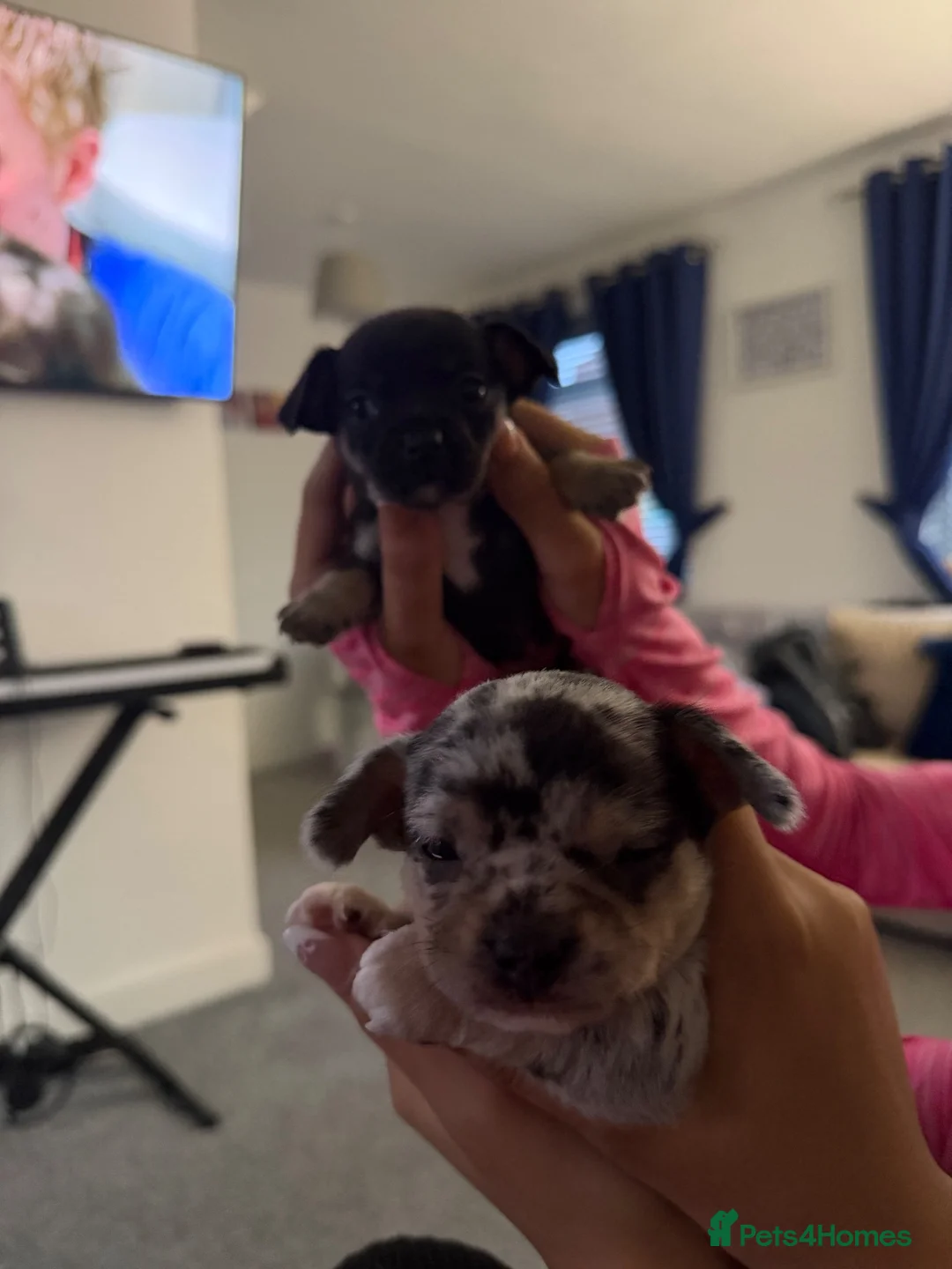 Chihuahua dogs for sale: Chihuahua black female  - Advert 2