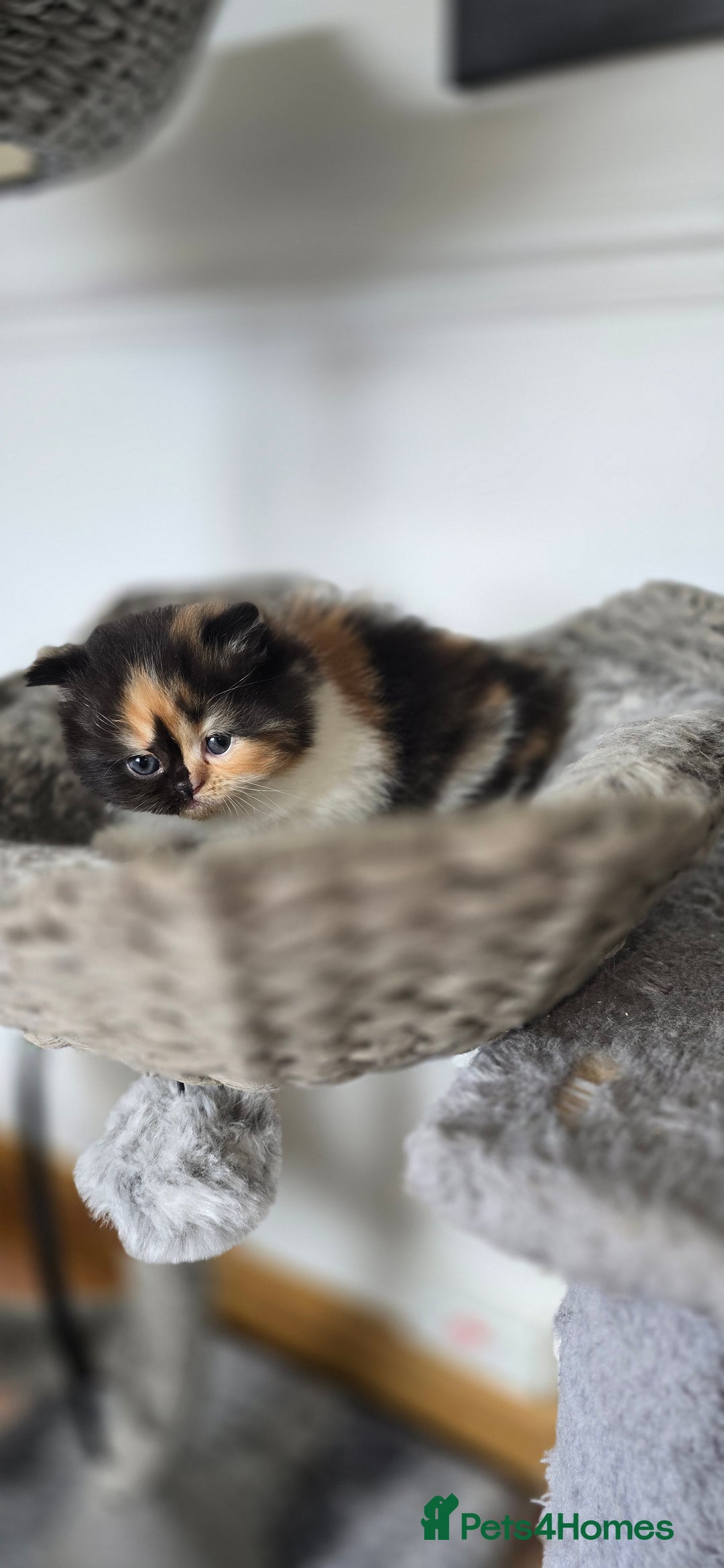 Persian cats for sale: 😻 Stunning persian kittens  - Image 6