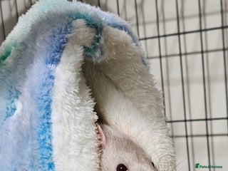 Rat rodents 2 white/silver male rats with full setup. - Advert 1