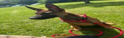 Mixed Breed dogs for sale: Doberman x Malinois x German Shepherd Puppies  - Advert 16