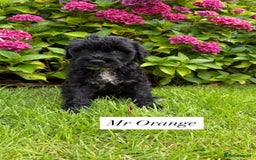 Portuguese Water Dog dogs for sale: 5 beautiful PWD babies for sale - Image 5