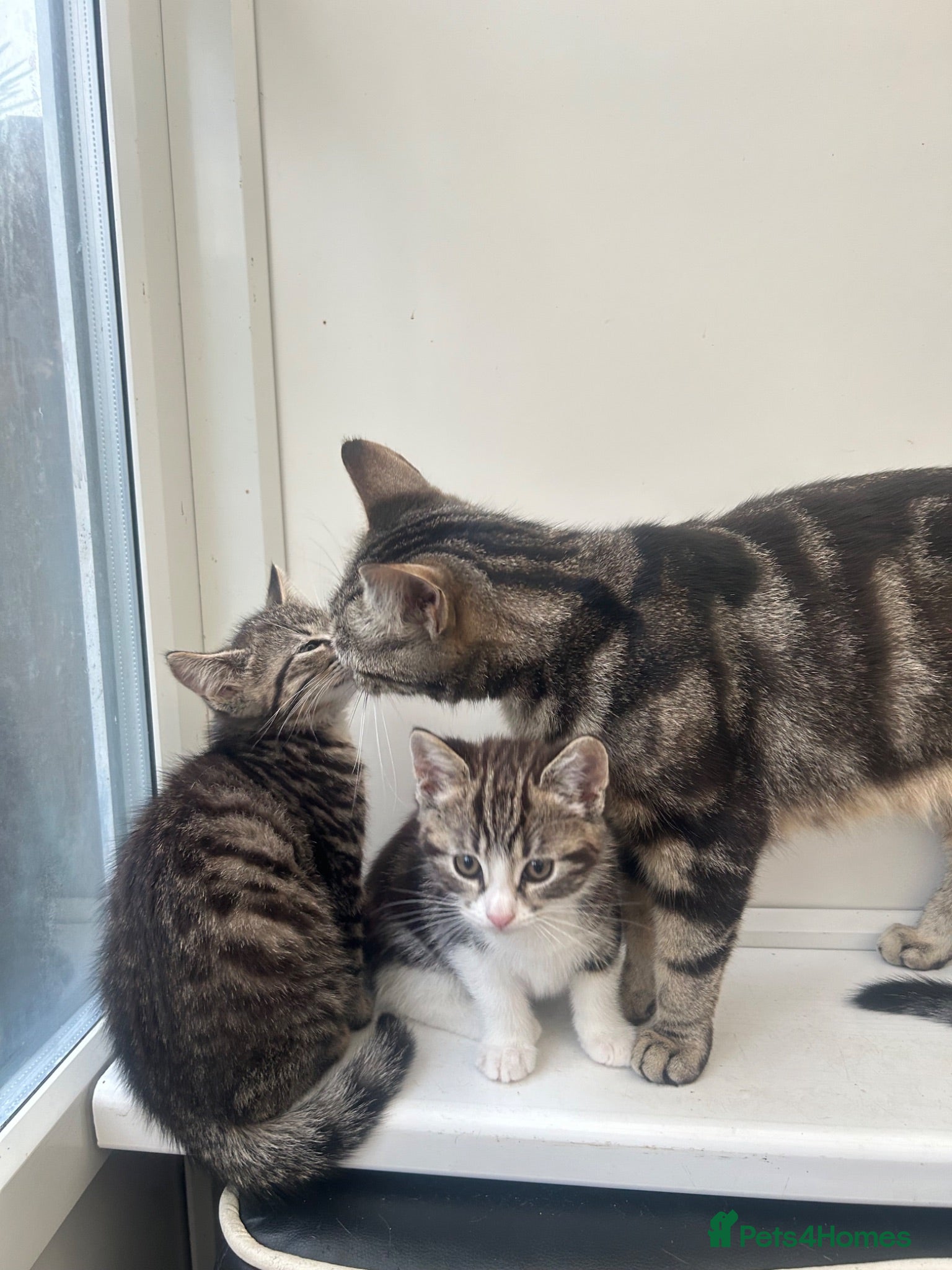 Mixed Breed cats Stunning Kittens looking for their forever homes - Advert 1