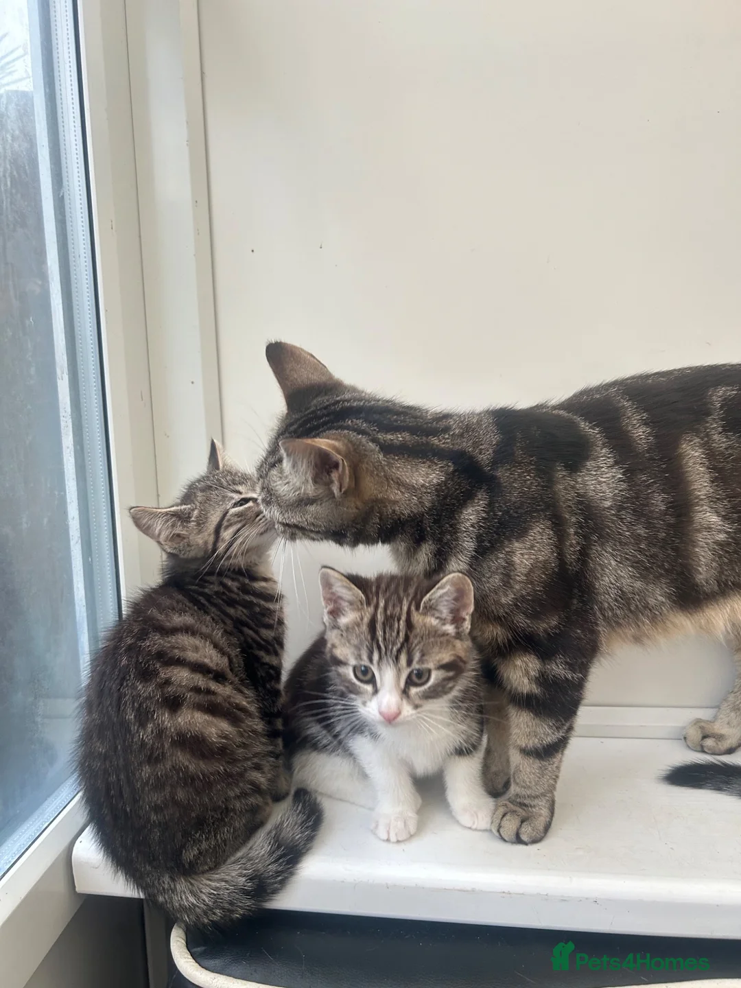 Mixed Breed cats for sale: Stunning Kittens looking for their forever homes - Advert 1