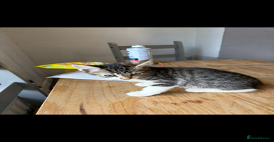 Mixed Breed cats - Advert 1
