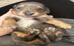 Miniature Dachshund dogs for sale: Long haired miniature dachshund  - Image 11