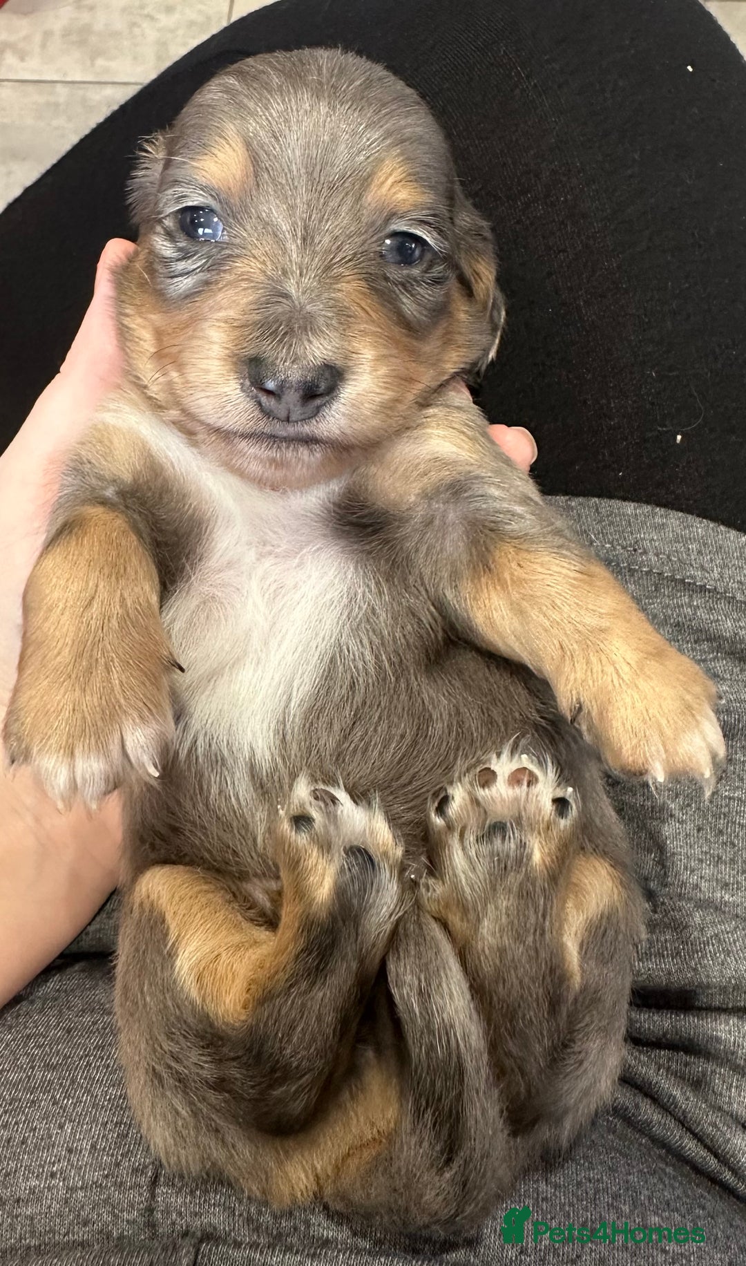 Miniature Dachshund dogs for sale: Long haired miniature dachshund  - Image 11