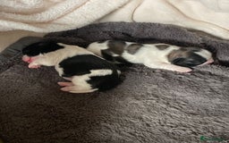 Shih Tzu dogs for sale: 5 Beautiful shihtzu  puppies for sale 2xM 3xF - Image 4
