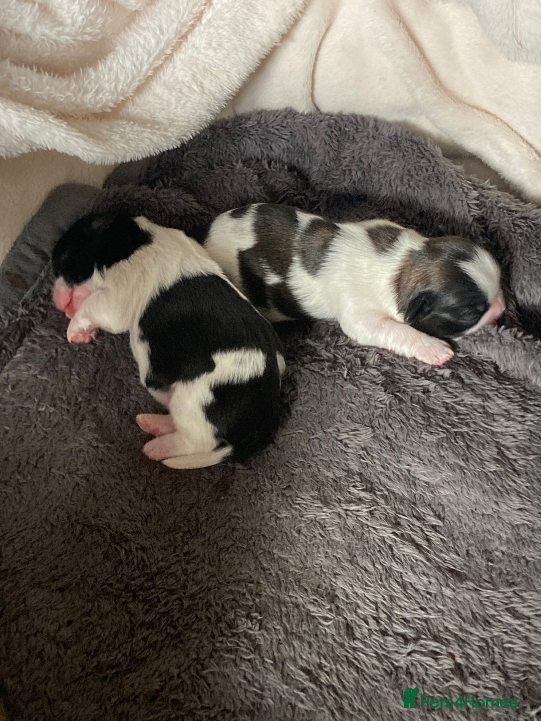 Shih Tzu dogs for sale: 5 Beautiful shihtzu  puppies for sale 2xM 3xF - Image 4