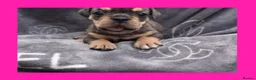 English Bulldog dogs for sale: Stunning Litter of Exotic English Bulldogs - Advert 33