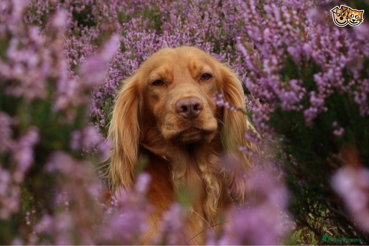 Cocker Spaniel dogs Outstanding fully health tested cocker at stud in Lancaster - Advert 17