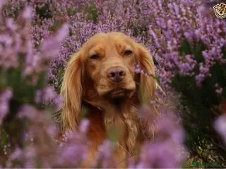 Cocker Spaniel dogs Outstanding fully health tested cocker at stud in Lancaster - Advert 20