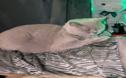 British Shorthair cats for sale: British shorthair cat - Image 10