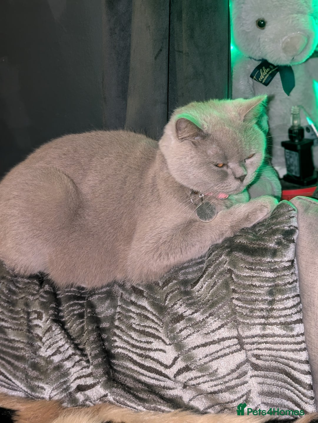 British Shorthair cats for sale: British shorthair cat - Image 10