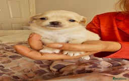 Chihuahua dogs for sale: Chihuahua long haired xs - Image 15
