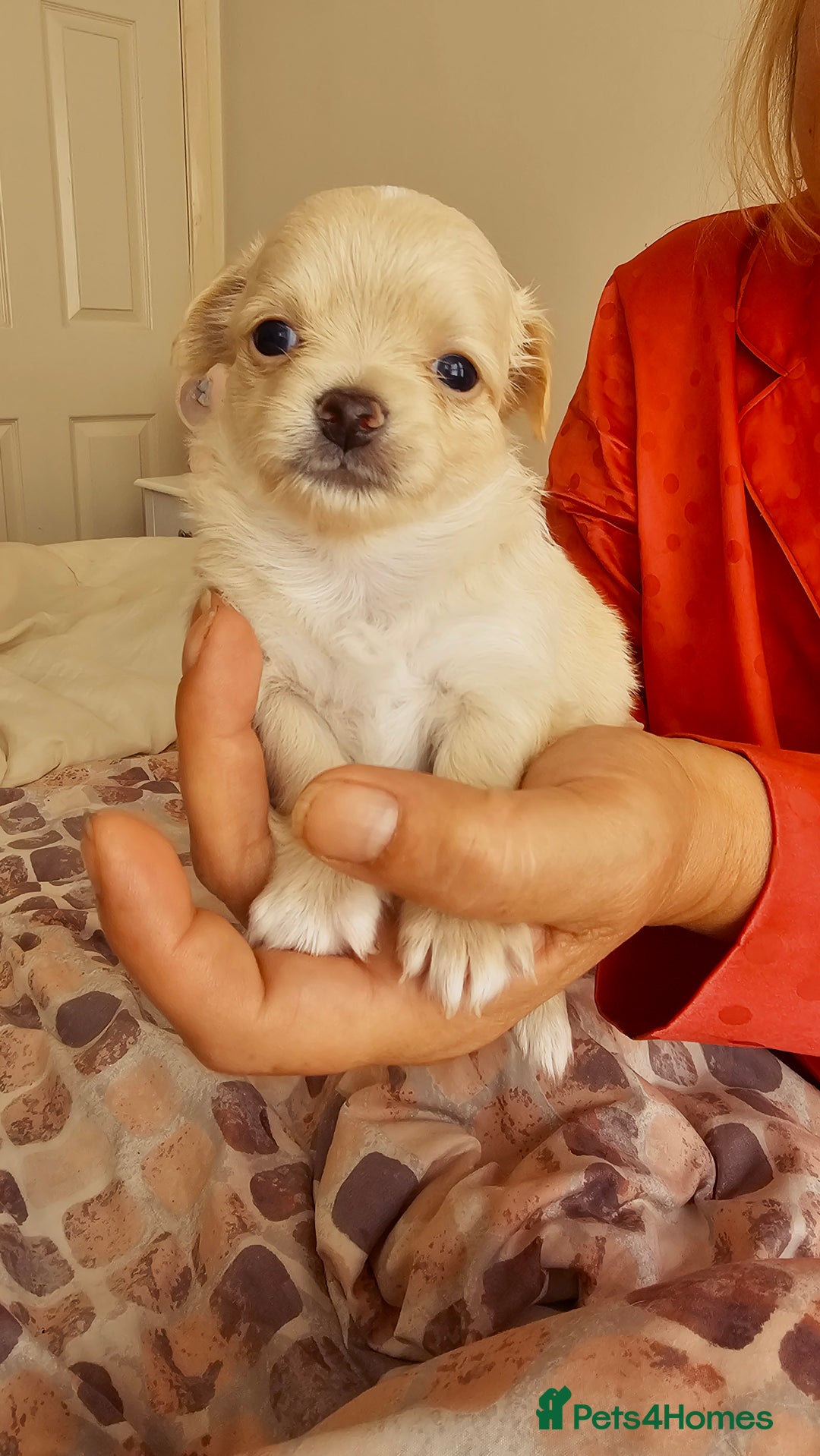 Chihuahua dogs for sale: Chihuahua long haired xs - Image 15