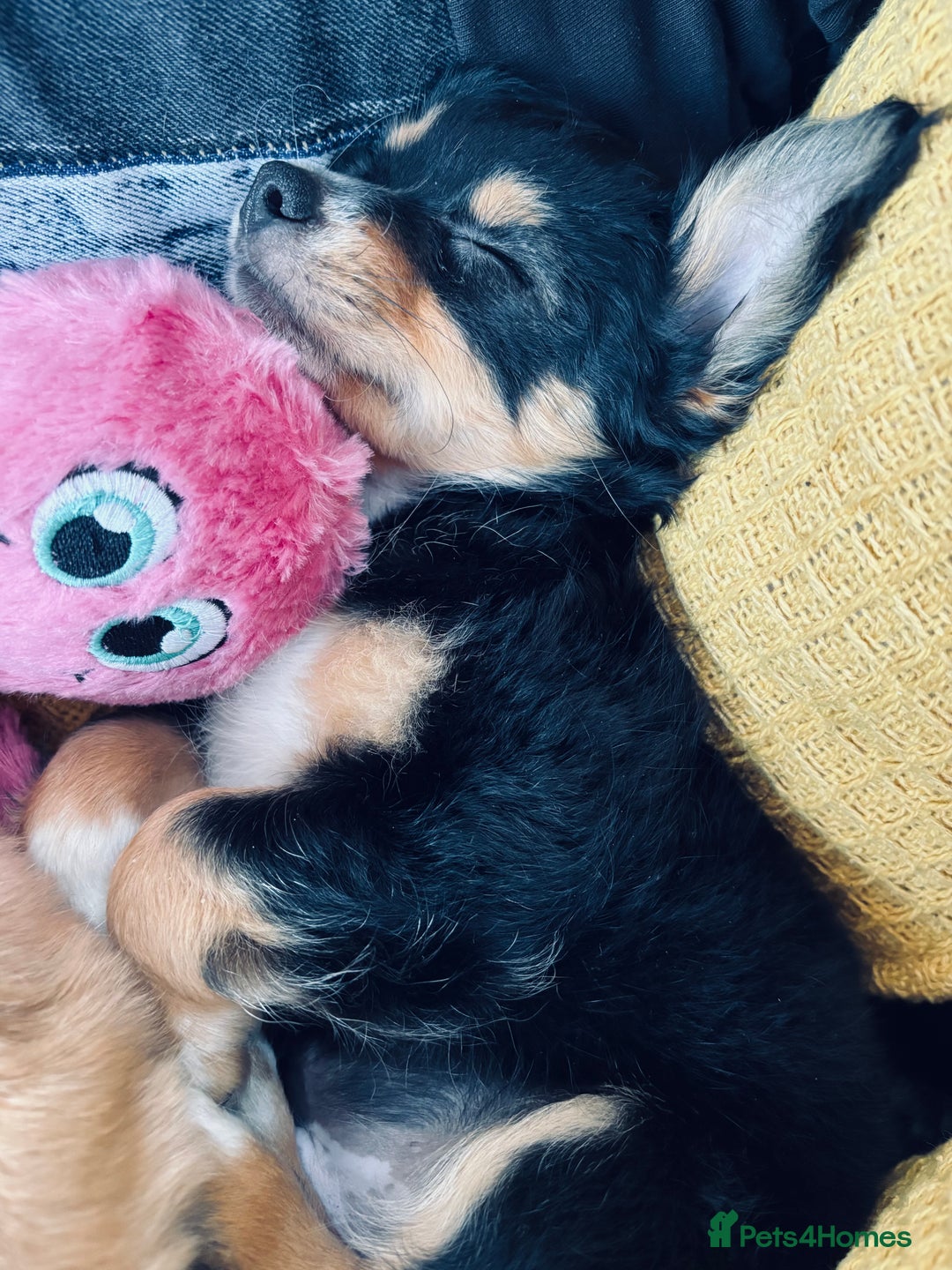 Pomchi dogs for sale: Beautiful female puppy ready now!  in Godstone - Image 25