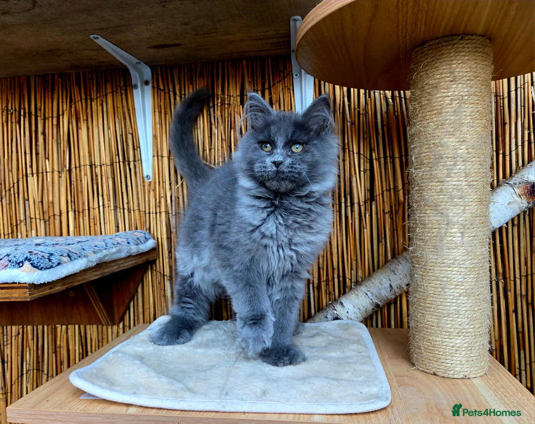 Maine Coon cats for sale: 2 Stunning GCCF Kittens Available.  - Advert 32