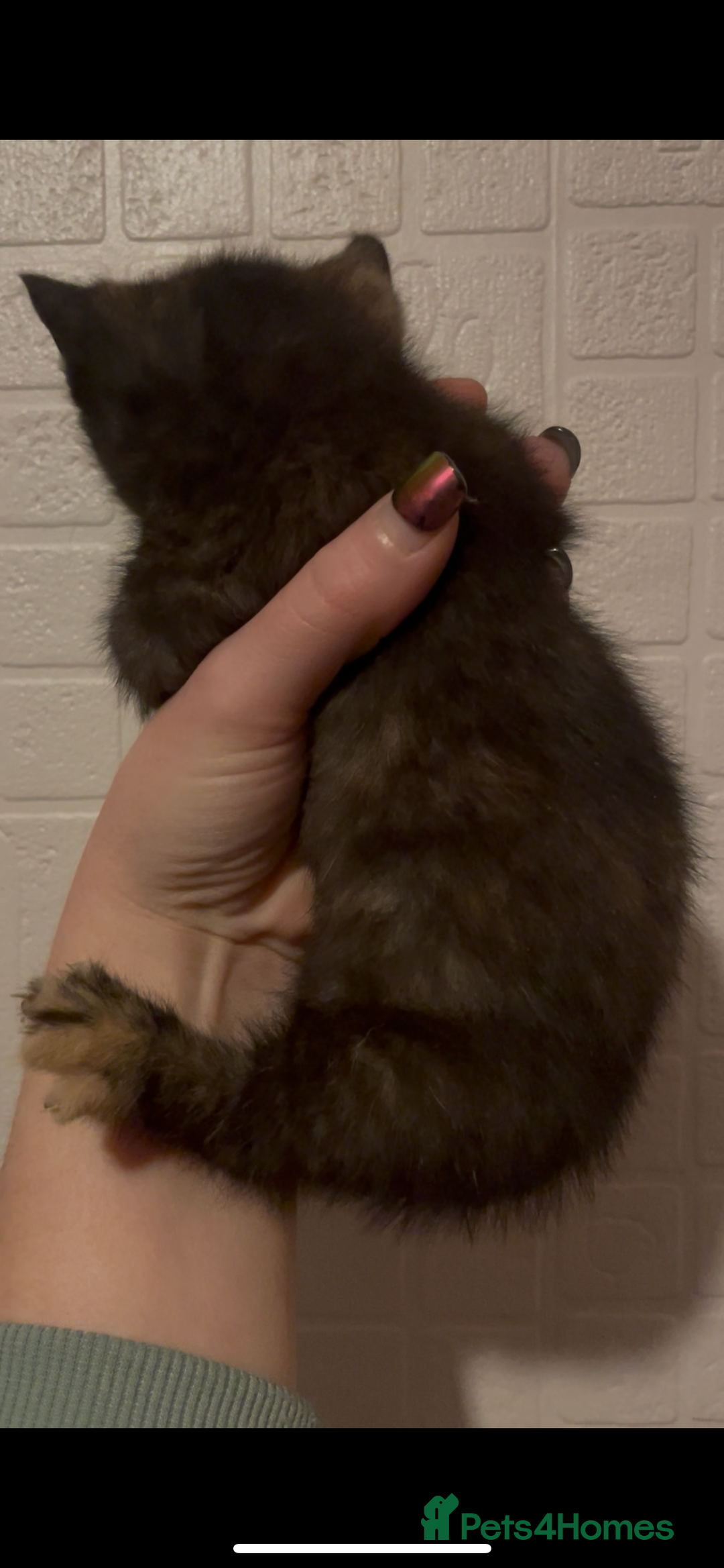 Domestic Shorthair cats for sale: Kittens ready to reserve  - Advert 14