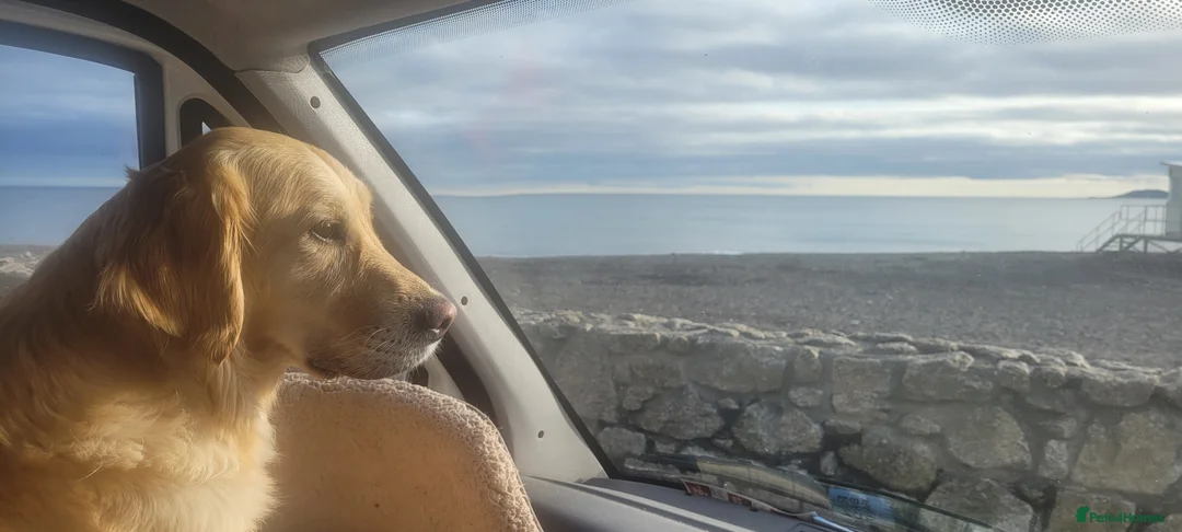 Golden Retriever dogs for sale: 8 golden retriever puppies - Advert 4