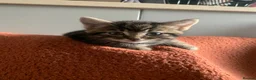 Mixed Breed cats for sale: 5 beautiful boy kittens  - Advert 29
