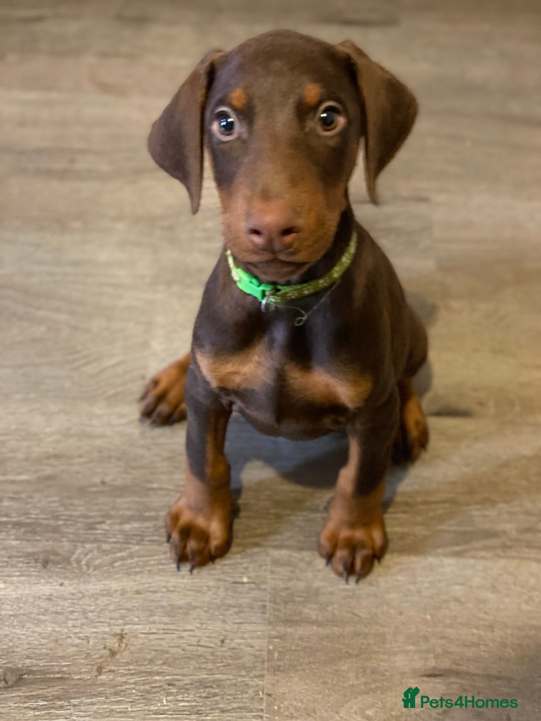 Dobermann dogs for sale: Beautiful Dobermann puppies - Image 7