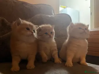 British Shorthair cats Last boy left - Advert 14