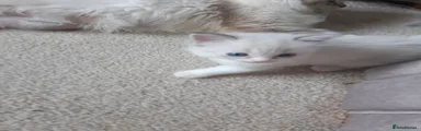 Ragdoll 4
