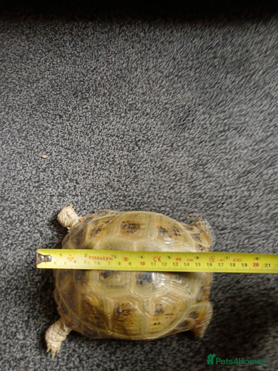 Tortoise reptiles for sale: Horsefield Tortiose in Birmingham - Advert 6