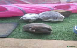 Dwarf Lop rabbits for sale: Two beautiful baby bunnies  - Image 5