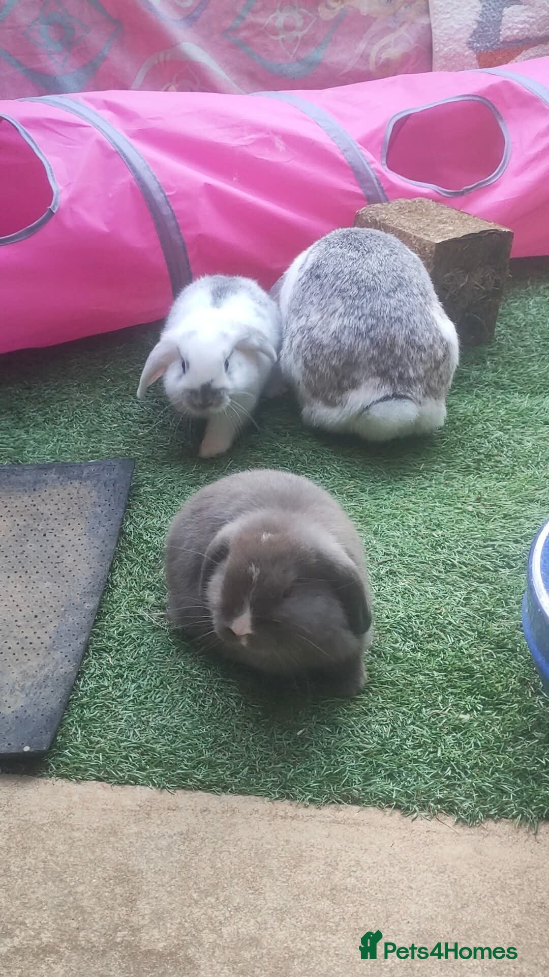 Dwarf Lop rabbits for sale: Two beautiful baby bunnies  - Image 5