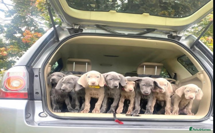 Weimaraner dogs - Advert 1