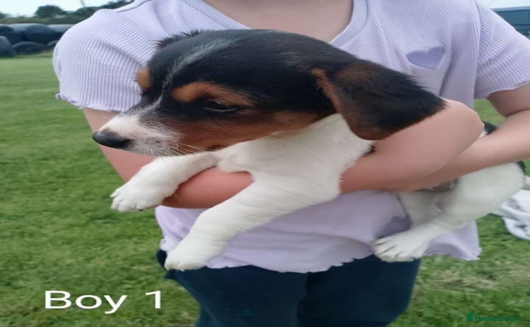 Jack Russell dogs - Advert 1