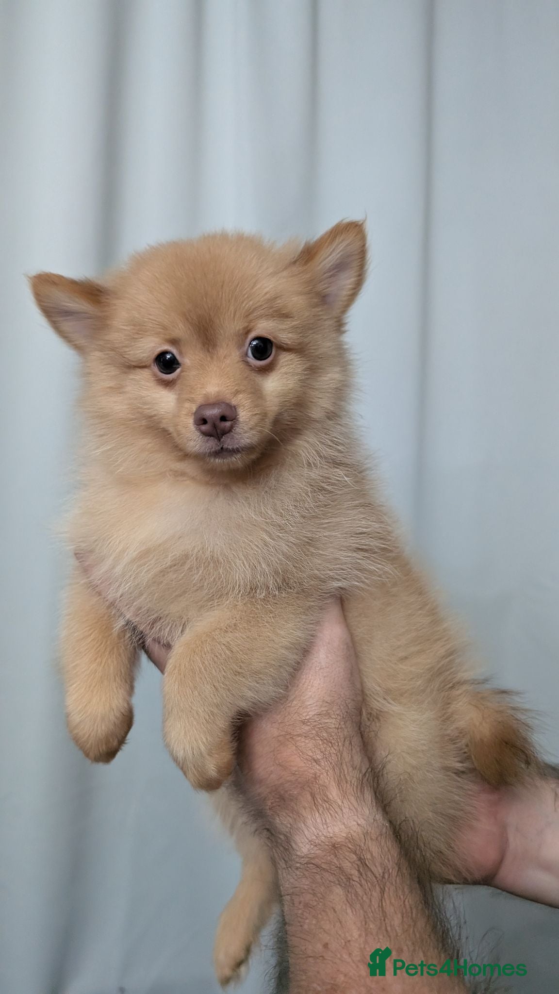 Mixed Breed dogs Pomchi puppys - Advert 2