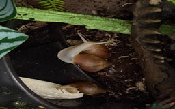 Snails invertebrates for sale: Giant African land snails  - Image 5